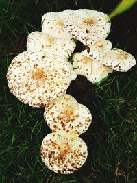 High angle view of mushroom growing outdoors