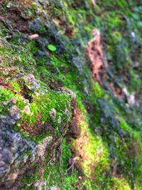 Close-up of moss growing on rock