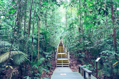 Empty footpath amidst trees in forest