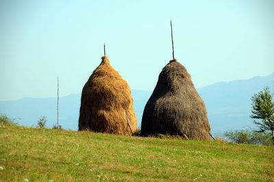 Panoramic view of sheep on field against clear sky