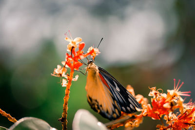 Close-up of butterfly pollinating on flower