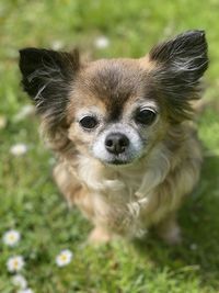 Chihuahua in a field