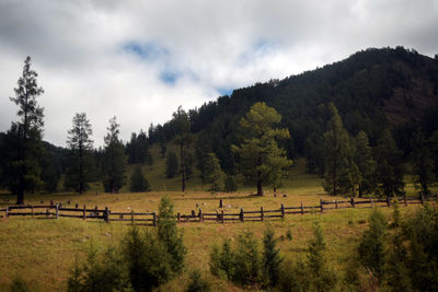 Scenic view of trees on field against sky