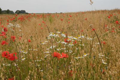 Red poppies on field against sky