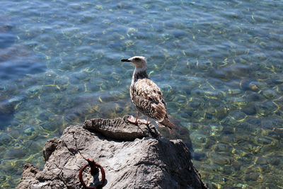 Seagull perching on rock by lake