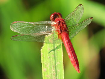 Close-up of dragonfly on leaf