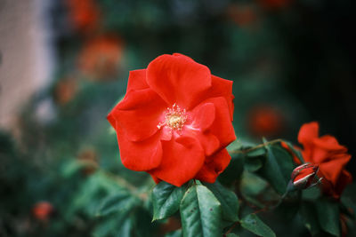 Close-up of red rose