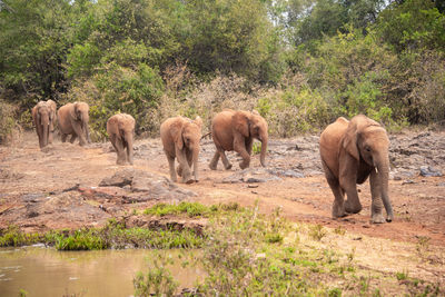 Elephants in a forest