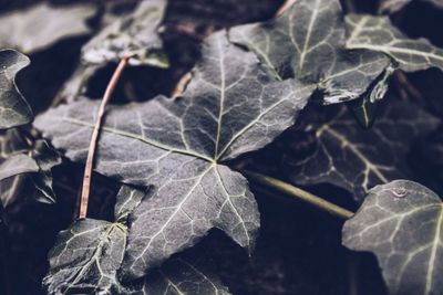 Close-up of dried leaves