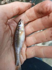 Cropped hand of person holding fish