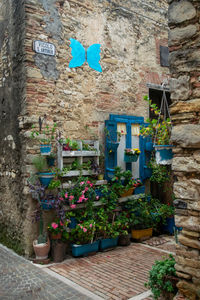 Plants growing outside house