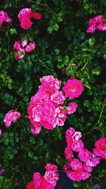 Close-up of pink flower