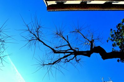 Low angle view of bare trees against clear blue sky