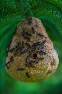 Close-up of an animal