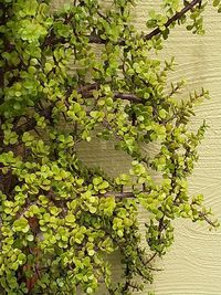 Close-up of ivy growing on plant by wall