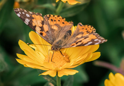 Close-up of butterfly pollinating on flower