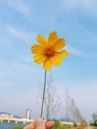 Close-up of hand holding yellow flower against sky