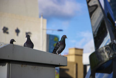 Low angle view of seagulls perching on roof