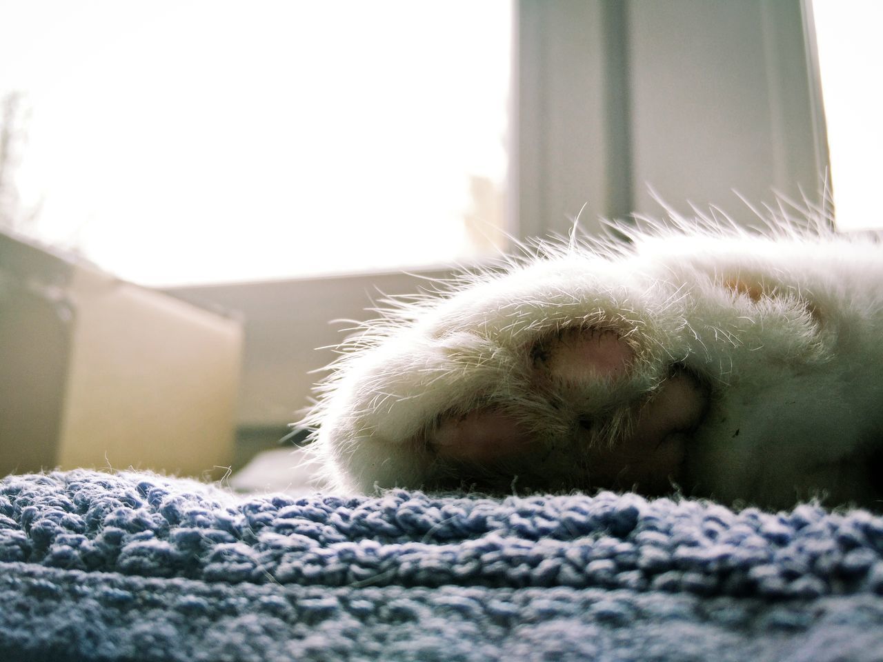 close-up, selective focus, focus on foreground, indoors, one animal, animal themes, home interior, domestic cat, no people, pets, domestic animals, day, animal body part, part of, mammal, surface level, sunlight, cat, house, window