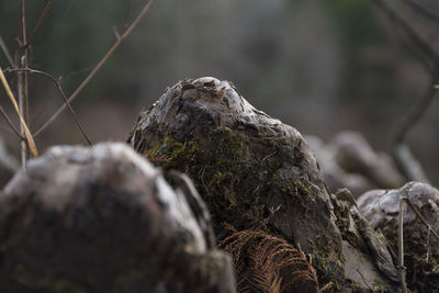 Rear view of a horse on tree