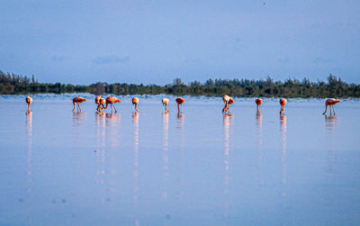 View of birds in lake