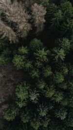 High angle view of tree in forest