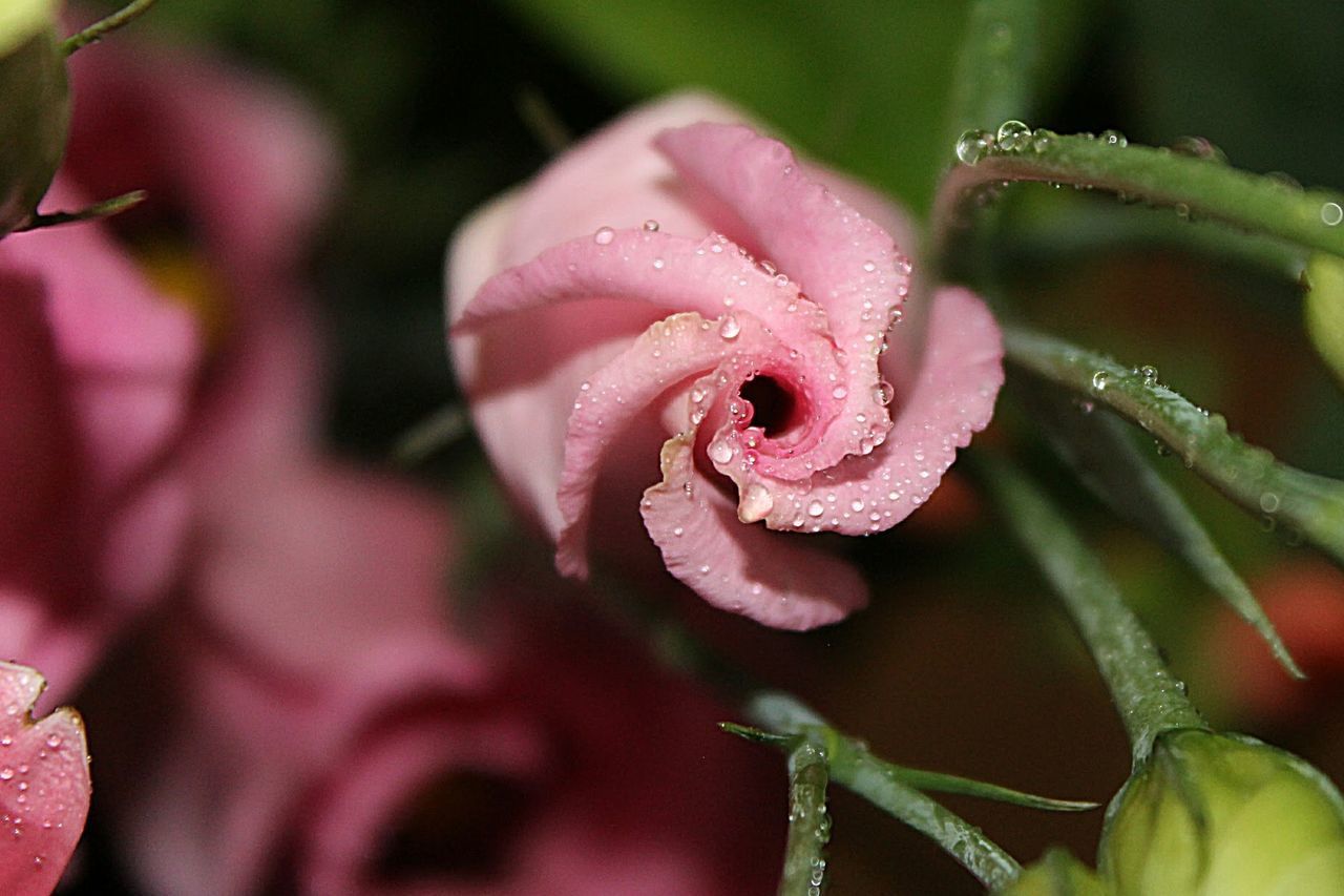 CLOSE-UP OF WATER DROPS ON PINK ROSE