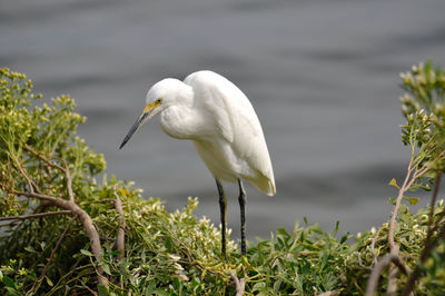 Close-up of a bird against the water