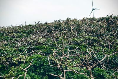 Plants growing on field