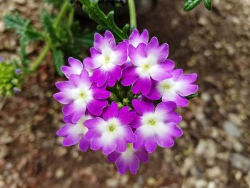 Close-up of purple flowering plant