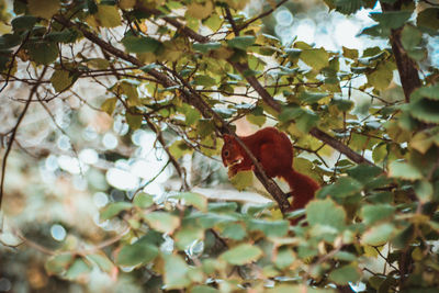 Low angle view of bird on tree