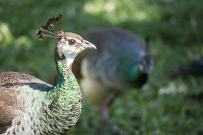Close-up of peacock