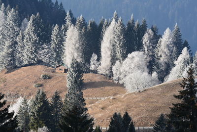 Panoramic view of pine trees in forest during winter