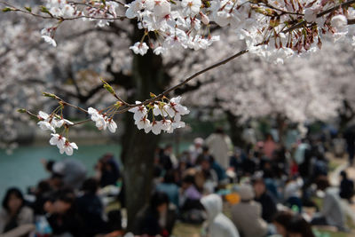 Close-up of cherry blossom