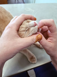 Cropped image of hand holding cat