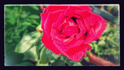 Close-up of red rose