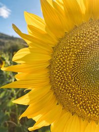 The golden sunflower 