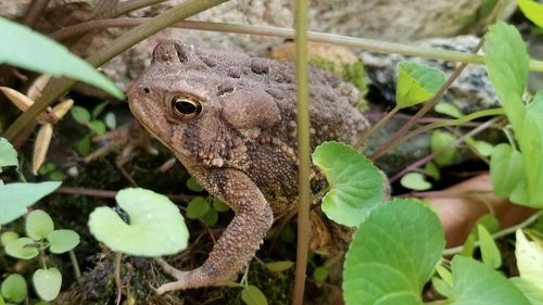 Close-up of lizard on plant