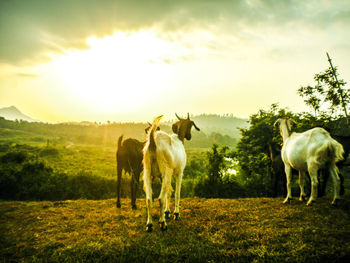Sheep grazing on grassy field