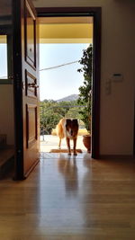 Shetland sheepdog standing at entrance