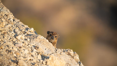 Close-up of hyrax on rock