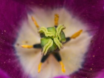 Macro shot of yellow flower