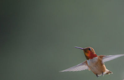 Rufous hummingbird in flight with blank colorful space