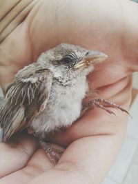 Close-up of hand holding young bird