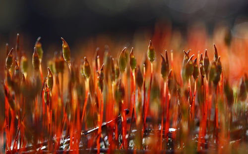 Close-up of colorful moss at sunrise
