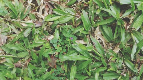 Plants growing in sunlight