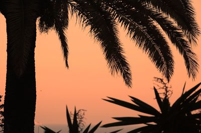 Low angle view of silhouette palm trees against sky