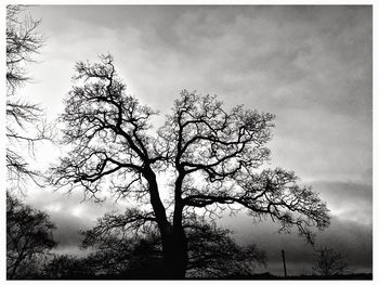 Low angle view of bare tree against sky