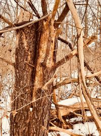 Close-up of bare tree