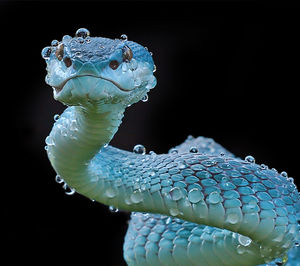 Close-up portrait of wet turquoise snake against black background